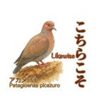 〜鳩〜（個別スタンプ：31）