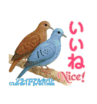 〜鳩〜（個別スタンプ：33）