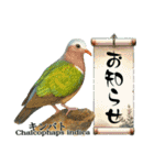 〜鳩〜（個別スタンプ：39）
