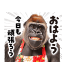 毋ゴリラ【長文で伝える気持ち】（個別スタンプ：1）