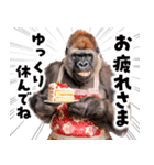 毋ゴリラ【長文で伝える気持ち】（個別スタンプ：5）