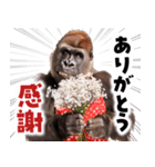 毋ゴリラ【長文で伝える気持ち】（個別スタンプ：10）