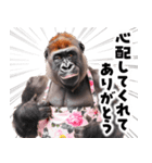 毋ゴリラ【長文で伝える気持ち】（個別スタンプ：12）