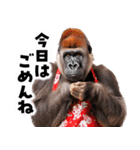 毋ゴリラ【長文で伝える気持ち】（個別スタンプ：14）