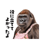 毋ゴリラ【長文で伝える気持ち】（個別スタンプ：16）