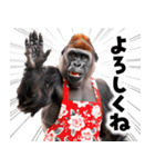 毋ゴリラ【長文で伝える気持ち】（個別スタンプ：17）