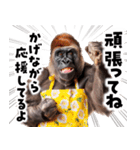 毋ゴリラ【長文で伝える気持ち】（個別スタンプ：21）