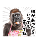 毋ゴリラ【長文で伝える気持ち】（個別スタンプ：37）