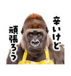 毋ゴリラ【長文で伝える気持ち】（個別スタンプ：40）