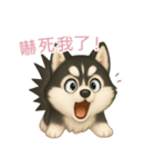 ふわかわ日和：ハスキー【台湾語】（個別スタンプ：12）
