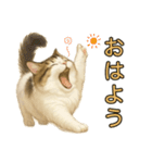 猫の愛ちゃんの日常（個別スタンプ：1）
