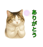 猫の愛ちゃんの日常（個別スタンプ：6）