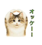 猫の愛ちゃんの日常（個別スタンプ：9）