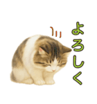 猫の愛ちゃんの日常（個別スタンプ：11）