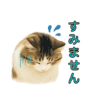 猫の愛ちゃんの日常（個別スタンプ：12）