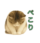 猫の愛ちゃんの日常（個別スタンプ：13）
