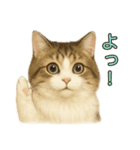 猫の愛ちゃんの日常（個別スタンプ：15）