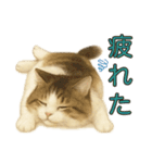 猫の愛ちゃんの日常（個別スタンプ：16）