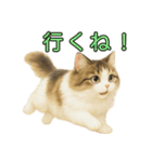 猫の愛ちゃんの日常（個別スタンプ：18）