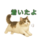猫の愛ちゃんの日常（個別スタンプ：19）