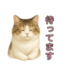 猫の愛ちゃんの日常（個別スタンプ：20）