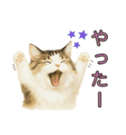 猫の愛ちゃんの日常（個別スタンプ：21）
