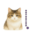 猫の愛ちゃんの日常（個別スタンプ：30）