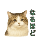 猫の愛ちゃんの日常（個別スタンプ：31）