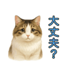 猫の愛ちゃんの日常（個別スタンプ：34）