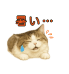 猫の愛ちゃんの日常（個別スタンプ：35）