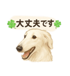 ボルゾイのいる暮らし2（個別スタンプ：13）