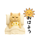 ネッコさんのおスタンプ（個別スタンプ：27）