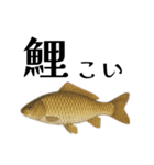 魚へん図鑑（個別スタンプ：15）