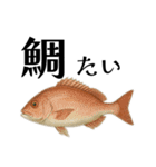 魚へん図鑑（個別スタンプ：23）