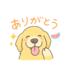 ゆるふわゴールデンレトリバー（個別スタンプ：1）
