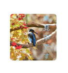 野鳥写真スタンプ2【鳥見の言葉】（個別スタンプ：2）