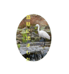 野鳥写真スタンプ2【鳥見の言葉】（個別スタンプ：3）