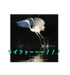 野鳥写真スタンプ2【鳥見の言葉】（個別スタンプ：4）