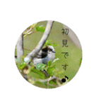 野鳥写真スタンプ2【鳥見の言葉】（個別スタンプ：5）