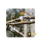 野鳥写真スタンプ2【鳥見の言葉】（個別スタンプ：7）