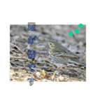 野鳥写真スタンプ2【鳥見の言葉】（個別スタンプ：8）