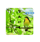 野鳥写真スタンプ2【鳥見の言葉】（個別スタンプ：9）
