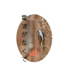 野鳥写真スタンプ2【鳥見の言葉】（個別スタンプ：10）