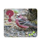 野鳥写真スタンプ2【鳥見の言葉】（個別スタンプ：11）