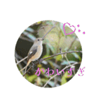 野鳥写真スタンプ2【鳥見の言葉】（個別スタンプ：13）