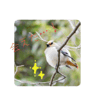野鳥写真スタンプ2【鳥見の言葉】（個別スタンプ：14）