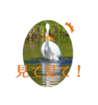 野鳥写真スタンプ2【鳥見の言葉】（個別スタンプ：15）