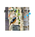 野鳥写真スタンプ2【鳥見の言葉】（個別スタンプ：17）