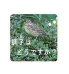 野鳥写真スタンプ2【鳥見の言葉】（個別スタンプ：18）