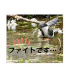野鳥写真スタンプ2【鳥見の言葉】（個別スタンプ：19）